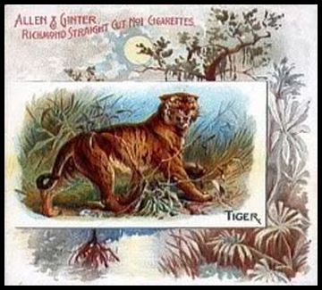 46 Tiger